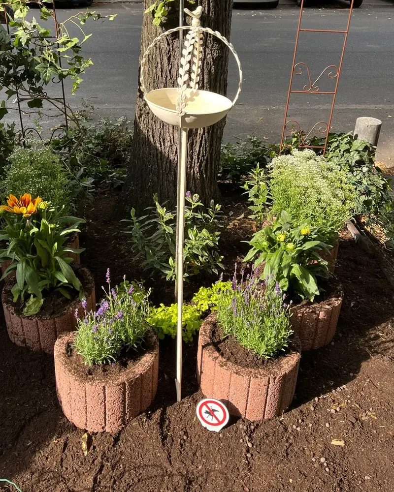 Unser Patenbaum gegenüber vom Kerlin: bepflanzte Baumscheibe mit Lavendel und Blumen in Pflanzringen, dazu eine Vogeltränke